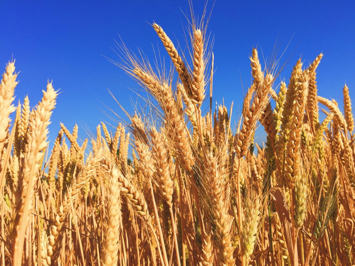 Monoculture