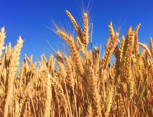 Monoculture